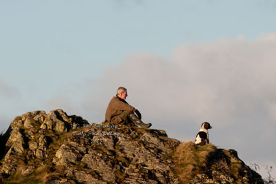 Springer Spaniel images by Neil Salisbury Betty Fold Gallery